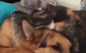 Cute Doggo Asks For Licks From Catto