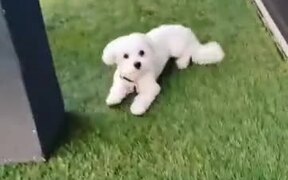 The Cutest Doggo