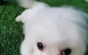 The Cutest Doggo - Animals - VIDEOTIME.COM