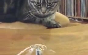 Cat Is Amazed By Physics