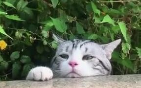 Catto Is Not Having A Good Day - Animals - VIDEOTIME.COM
