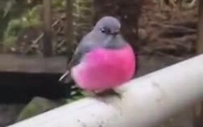 What A Pretty Pink Robin - Animals - VIDEOTIME.COM