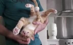 Cat Loves Being Upside Down