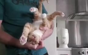 Cat Loves Being Upside Down - Animals - VIDEOTIME.COM