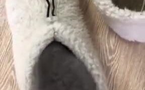 Kitten's Private Room - Animals - VIDEOTIME.COM