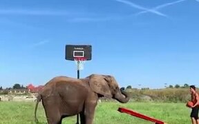 You Thought Your Basketball Goal Was Nice? Hah! - Animals - VIDEOTIME.COM