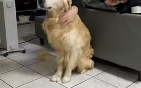 The Golden Retriever Only Wants Pets
