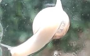 The Tiny Heart Of A Snail Beating Away