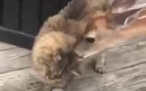Deer And Cat Are Really Good Friends - Animals - VIDEOTIME.COM