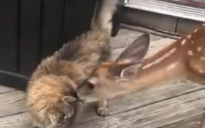 Deer And Cat Are Really Good Friends