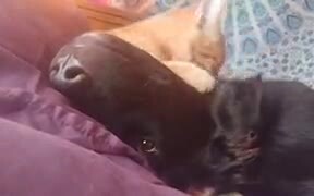 Ferocious Cat Starts Eating Doggo Alive - Animals - VIDEOTIME.COM