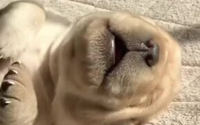 This Newborn Puppy Is The Definition Of Cuteness - Animals - VIDEOTIME.COM