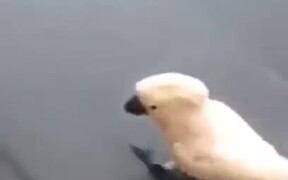 Cockatoo Has Been Around Dogs A Bit Too Much