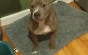 Pitbull So Happy That He Tap Dances - Animals - VIDEOTIME.COM
