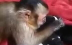 Cute Monkey Meets The Puppies For The First Time - Animals - VIDEOTIME.COM