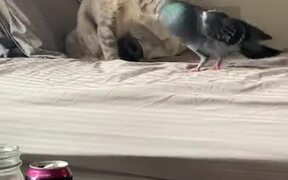Cat And Pigeon Are The Best Of Friends - Animals - VIDEOTIME.COM