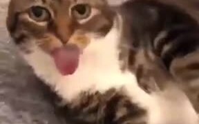 A Cat With The Spirit Of A Dog - Animals - VIDEOTIME.COM