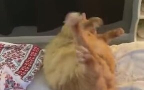 Catto Is Too Fatto To Get Up - Animals - VIDEOTIME.COM