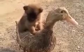 Puppy And The Duckling Are The Latest Super Pair - Animals - VIDEOTIME.COM
