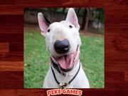 Funny Dogs Puzzle Walkthrough - Games - Y8.COM