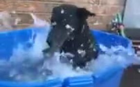 It's The Pool Day For Doggo! - Animals - VIDEOTIME.COM