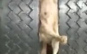 Doggo Is Very 'Tired' - Animals - VIDEOTIME.COM