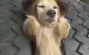 Doggo Is Very 'Tired' - Animals - VIDEOTIME.COM