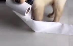 Little Pupper Stealing Some Toilet Paper