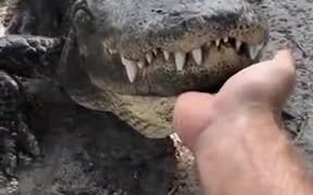 Probably The Cutest Alligator In Existence - Animals - VIDEOTIME.COM