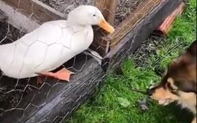 Doggo And The Duck Are The Best Of Friends