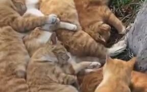 A Sleeping Party For Cats - Animals - VIDEOTIME.COM