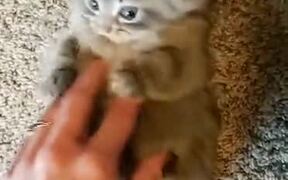 Tiny Kitten Kicks Like A Bunny