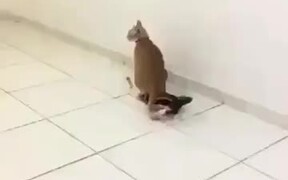 Is This A Cat Homicide In Action? - Animals - VIDEOTIME.COM