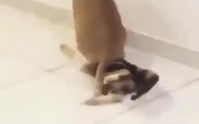 Is This A Cat Homicide In Action? - Animals - VIDEOTIME.COM