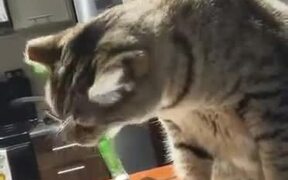 "Come On, You Can Study Later!" - Animals - VIDEOTIME.COM