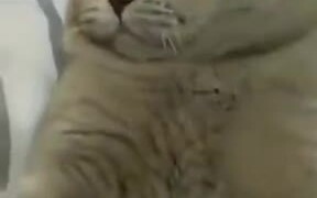 Catto Just Got Pranked! - Animals - VIDEOTIME.COM