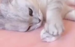 Cat And Hamster Are The Best Of Friends - Animals - VIDEOTIME.COM