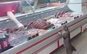 Cat Visits The Meat Shop For Some Nice Cuts