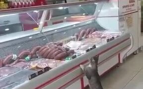 Cat Visits The Meat Shop For Some Nice Cuts - Animals - VIDEOTIME.COM