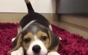 Little Doge Trying To Act Big - Animals - VIDEOTIME.COM