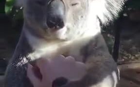 Koala Appreciates A Good Massage - Animals - VIDEOTIME.COM