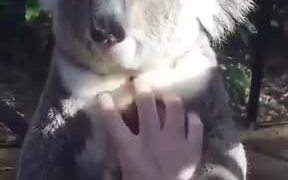 Koala Appreciates A Good Massage