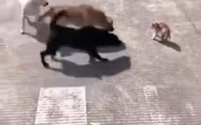 One Angry Cat Vs Three Dogs - Animals - VIDEOTIME.COM