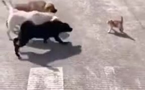 One Angry Cat Vs Three Dogs - Animals - VIDEOTIME.COM