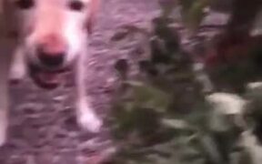 Doggo Loves His Salad - Animals - VIDEOTIME.COM