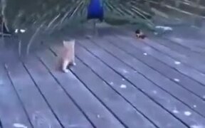 Kitten's Very Amused By The Peacock