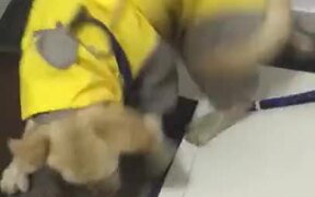 Cute Labrador Having The Zoomies - Animals - VIDEOTIME.COM