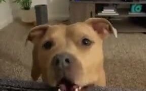 Cute Dog Asking For Pets