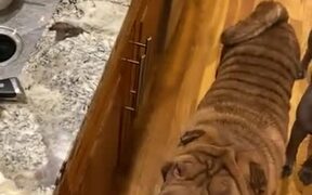 Shar Peis With The Best Table Manners