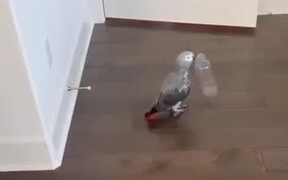 Parrot Having Fun Flinging Bottles